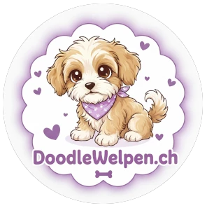 Doodlewelpen im Toggenburg – Familie Senti